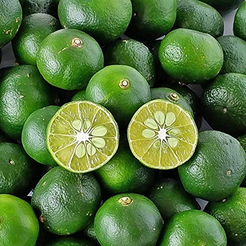 沖縄琉堂 沖縄県産 青切りシークワーサー果実 新鮮直送