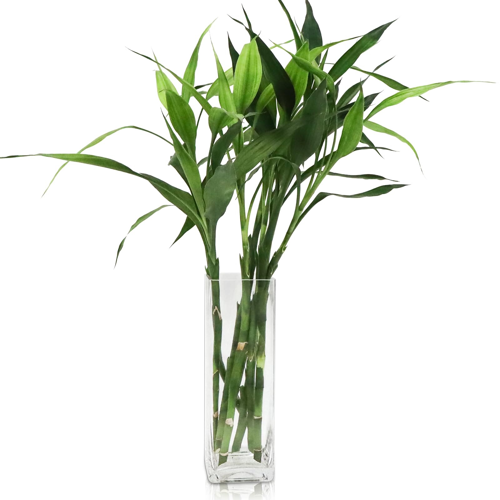DRERIO Transparent Vases for Decorative Glass Flowers, Modern Nordic Minimalism Style Decoration - Glass Vase for Living Room, Wedding, Dinner Table (30 x 10 cm Glass Vases)