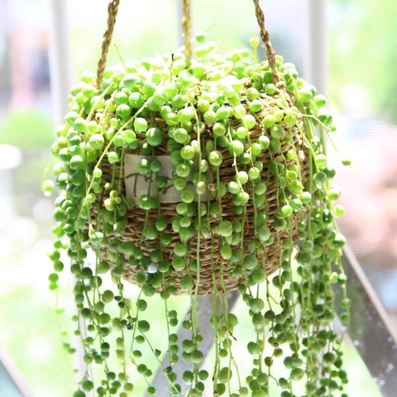 Cadena de perlas, planta viva, suculenta rara planta de interior decoración del hogar