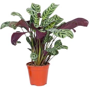 Plant in a Box - Ctenanthe Burle-Marxii - Zimmerpflanze - Fischgr t-Gebetspflanze - Topf 12cm - H he 25-40cm