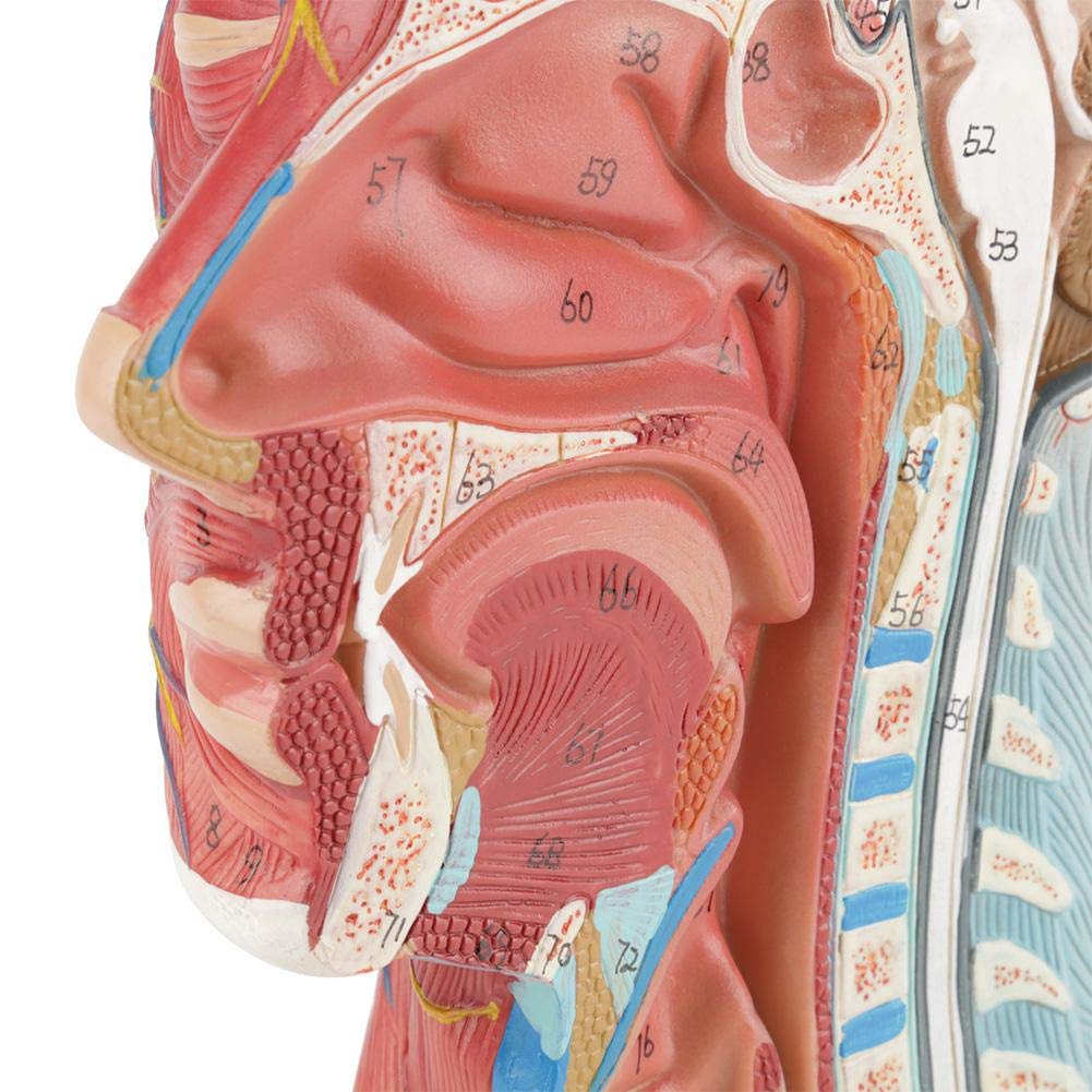Modèle Anatomique Humain pour Moitié de Tête et Visage - Modèle Médical