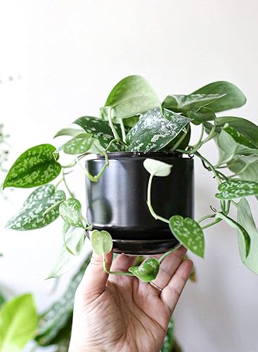 Miniatura 10 de LE TAUCI - Macetas de 4.5 pulgadas y 5.3 pulgadas y 6.5 pulgadas maceta con agujeros de drenaje y platillos de cerámica, con bandeja, macetas de