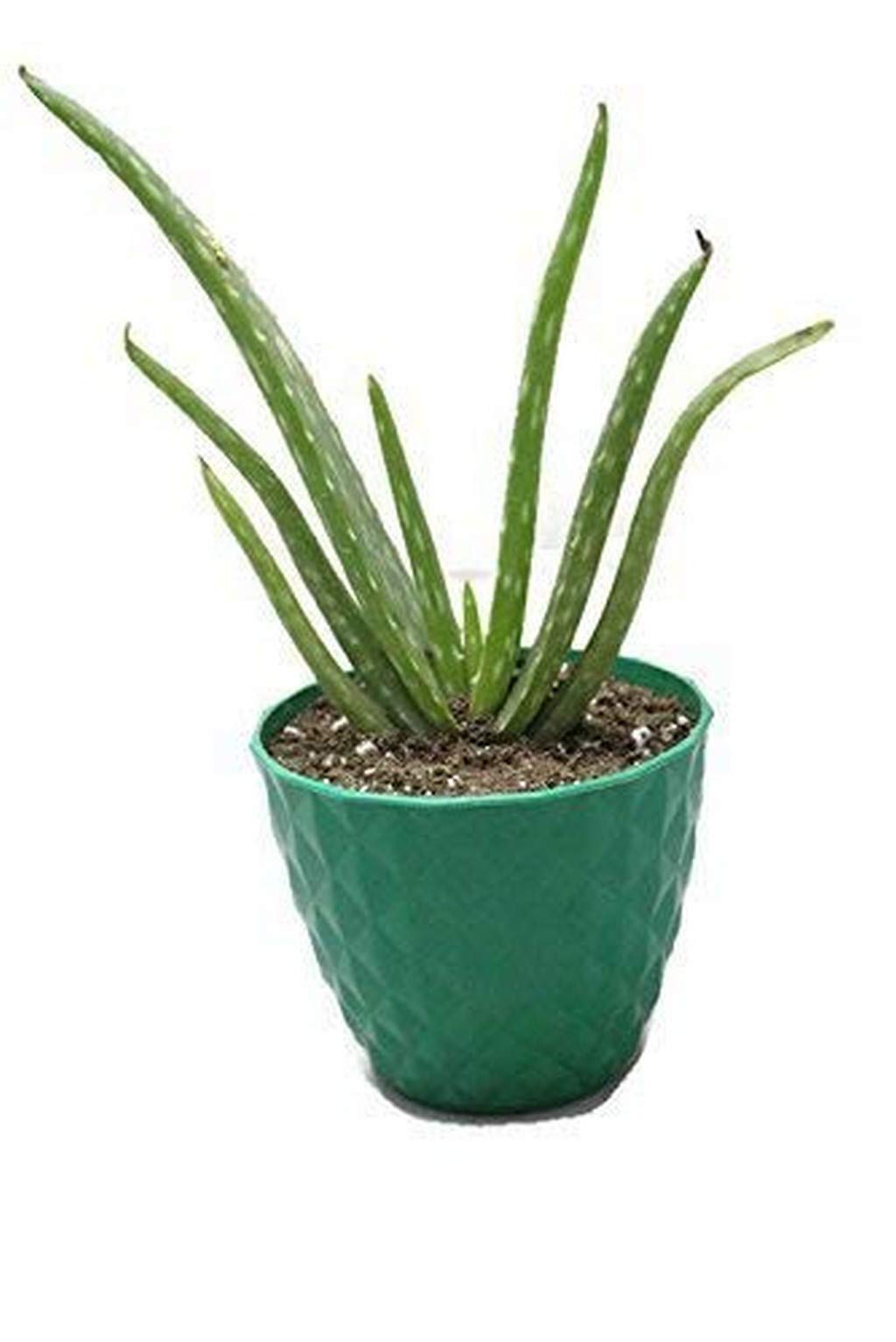 Creative Farmer Live Aloe Vera Plant Indoor And Outdoor Plant In Pot_|PLANT-1-ALOVERA4259ll@ (|PLANT-1-ALOVERA4259ll@) (B08P5NX3XK) Amazon Price History, Amazon Price Tracker