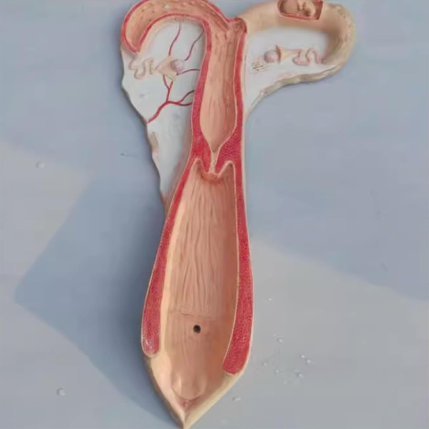 Pig/Dog/Cow/Sheep/Horse Uterus Anatomical Model, Animal Organ Model, Uterus & Ovary Model, Reproductive System Body Anatomy Model, for Doctors Educational Teaching Tool(Sheep)