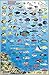 Kauai Hawaii Map & Coral Reef Creatures Guide Franko Maps Laminated Fish Card