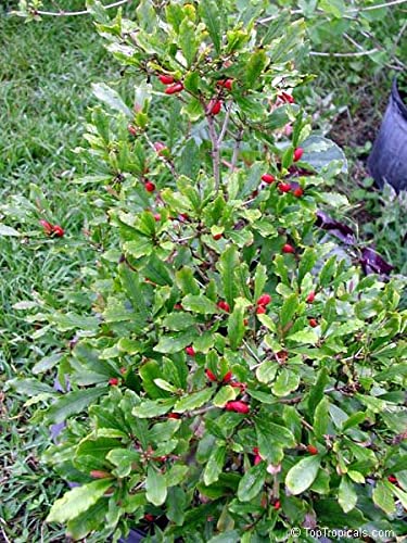 THE GREEN VEW GERDEN Miracle Berry/Miracle Fruit Rare Tropical Bush Fruit 1 Healthy Live Plant (B0CGWXR4BM) Amazon Price History, Amazon Price Tracker