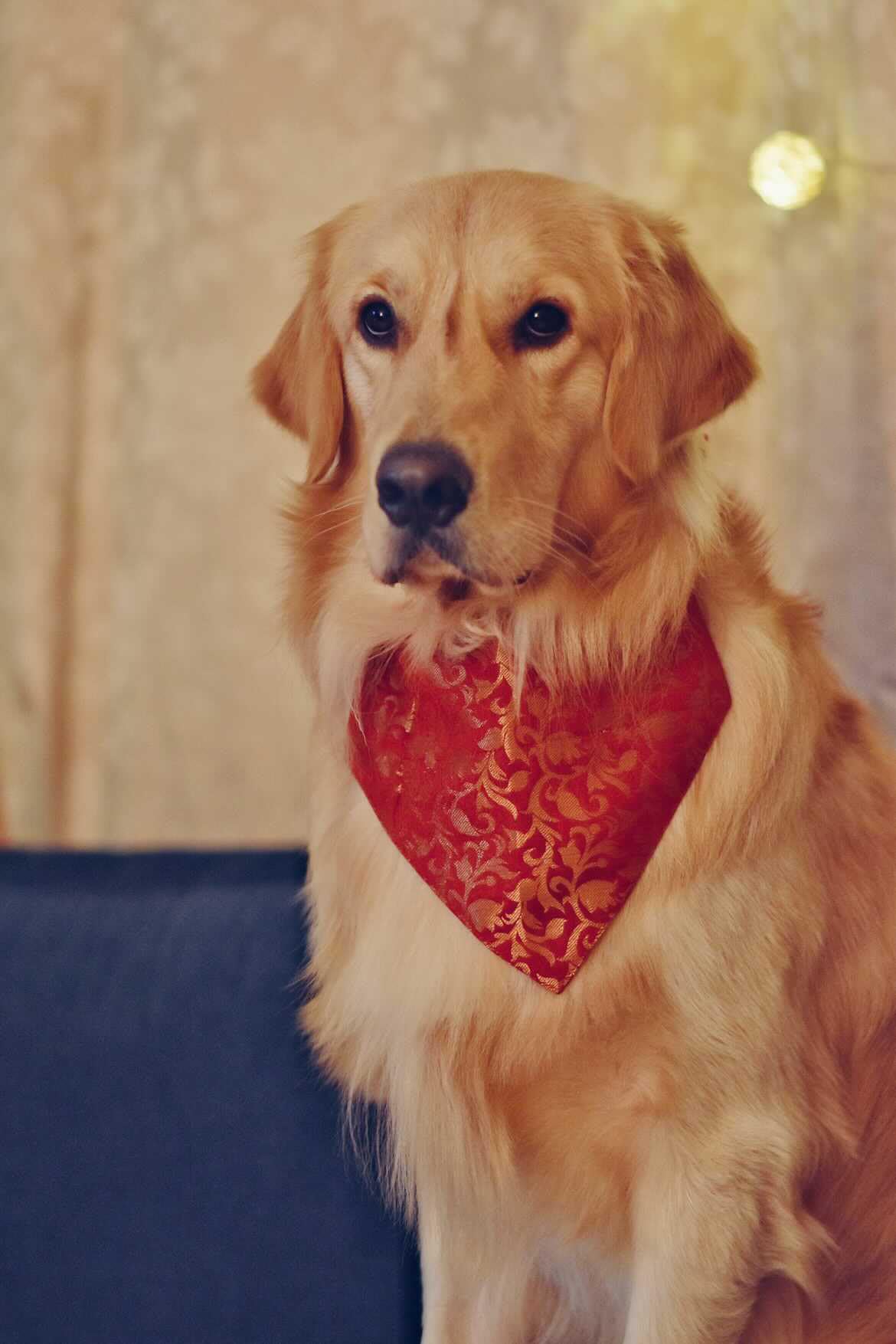 For The Fur Kids Festive Dog Bandana: Traditional Indian Wear for Pets (Red & Gold, Easy to Use) (B07ZVH8S1J) Amazon Price History, Amazon Price Tracker