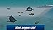 Killer Whale: Sea Simulator 3D