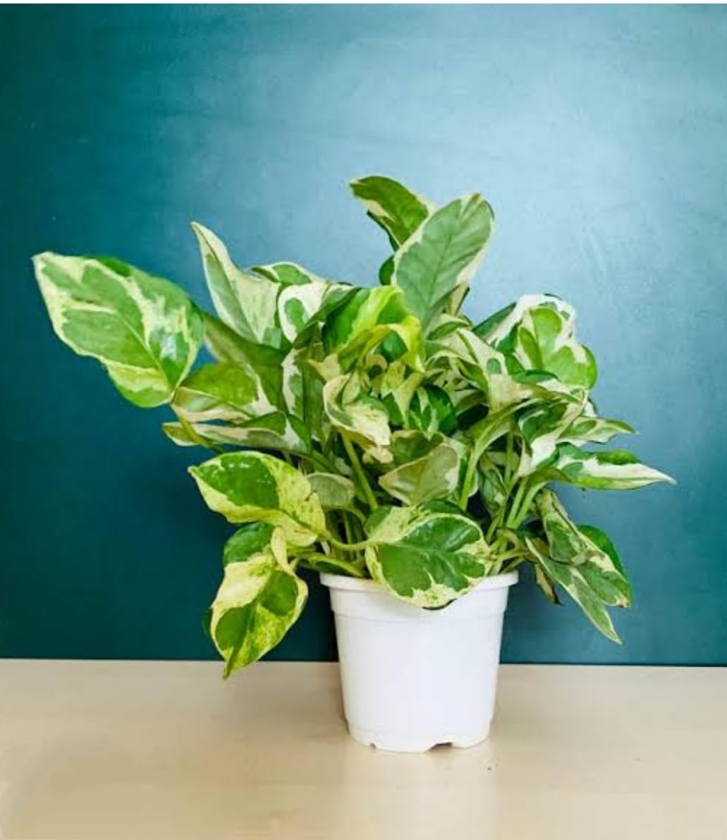 See full amazon price history chart for Hitanshi World Good Luck Money Plant Varigated(Baby plant) with 3 inch white nursey pot Hitanshi World Good Luck Money Plant Varigated(Baby plant) with 3 inch white nursey pot (B0CHWCSLS4) Amazon Price History, Amazon Price Tracker