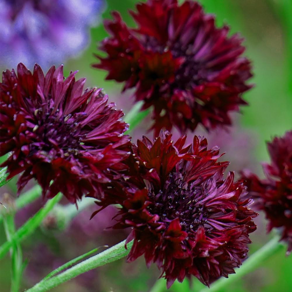 Cornflower Black Ball Seeds – Easy to Grow for Deep Dark Colour – RHS Plants for Pollinators – Hardy Annual – for Your Beautiful Garden