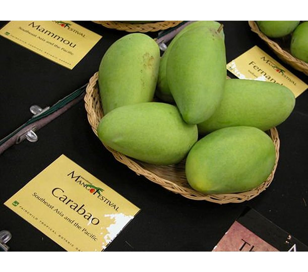 Carabao Philippines variety Mango tree Mango Plant (Plant Height 2-3 Feet) Garfted Fruit After 2-3 Years Hybrid 1 Healthy Live Frout plant For Home Garden Aam King of fruits