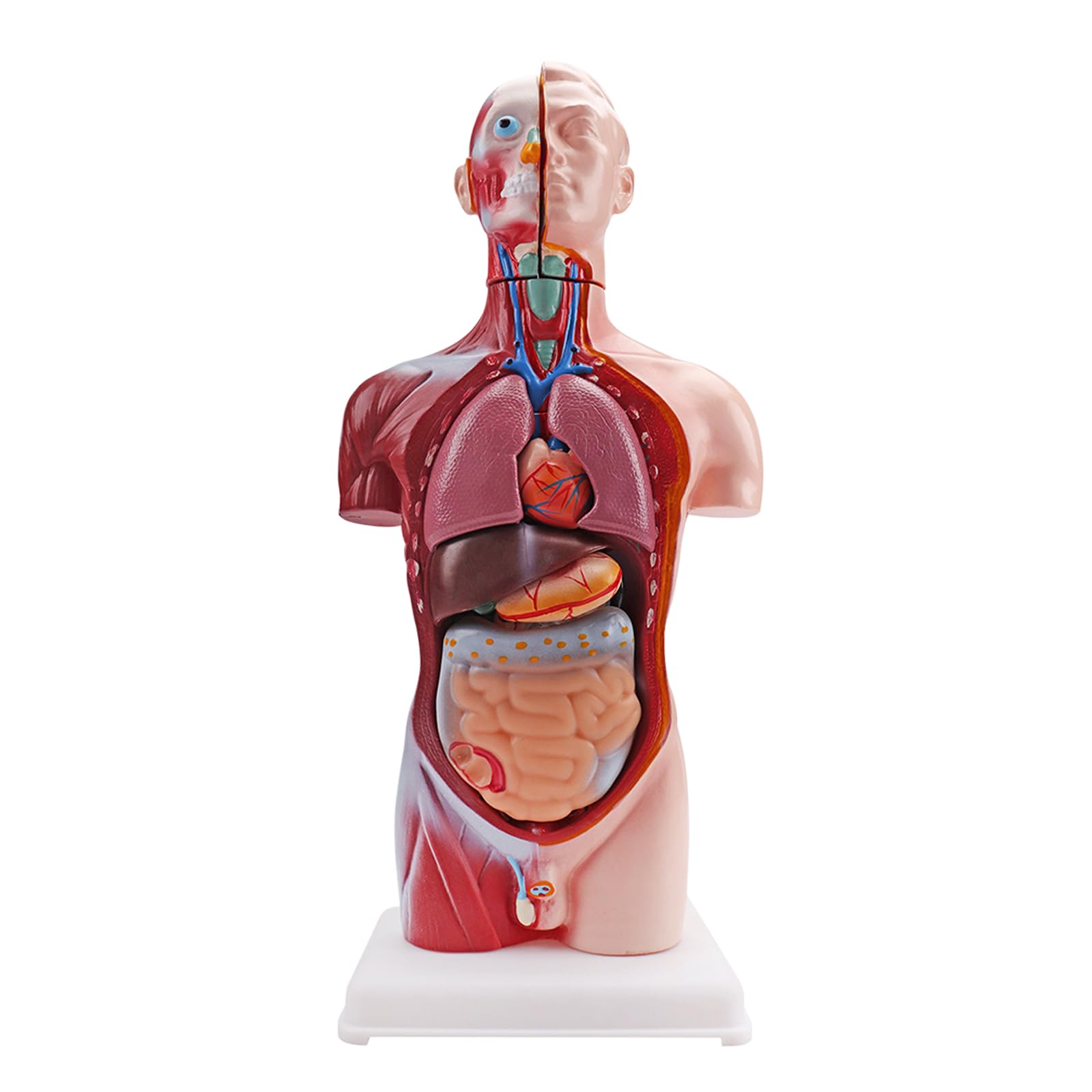 Modello di torso di educazione scientifica con sezioni di anatomia contrassegnate a colori | Base verticale, pezzo dimostrativo per studio scolastico, guida alla preparazione delle lezioni