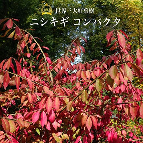 Amazon.co.jp: ニシキギ 【コンパクタ】 3.5号ポット苗 挿し木 【ハナ