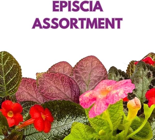Miniatura 2 de Harmony's Flame Violets Colorful Episcia Grower's Choice Mix - Juego de 6 variedades raras variegadas y coleccionistas de 2 pulgadas