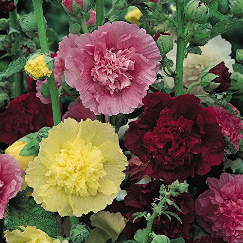 NIKA SEEDS - Flowers Hollyhock Major Mix Perennial - 50 Seeds - Thumbnail 4