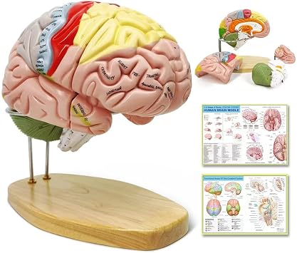 NEW HORIZON Human Brain Model for Neuroscience Teaching with Labels 1.5 Times Life Size Anatomy Model for Learning Science Classroom Study Display Medical Model,9 Colors to Identify Brain Functions