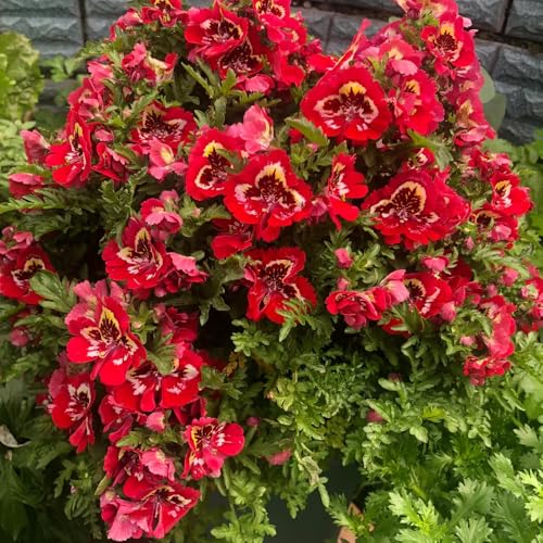 Semillas de orquídeas de granjero, perennes resistentes de Schizanthus pinnatus, jardín de rocas resistentes 100pcs