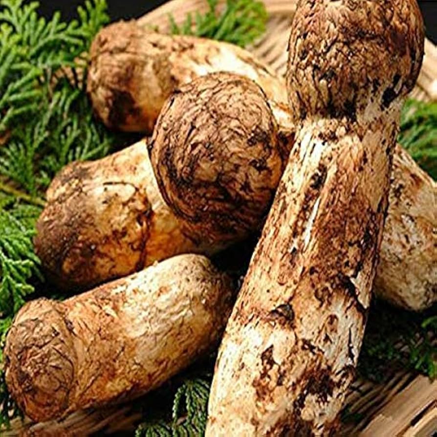 Amazon.co.jp: ギフトに最適 松茸 約200g 約3～6本前後 専用カゴ