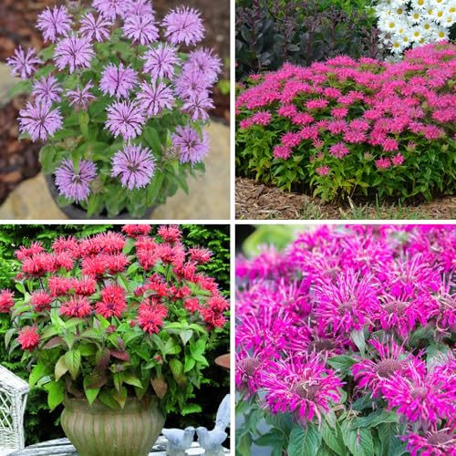 Mixrug Bee Balm Seeds for Planting, 500pcs Ornamental Bee Balm Perennial Flower Seeds Non-GMO Heirloom Rare Cut Flower Plants, Open Pollinated Beauty Home Garden for Outdoors