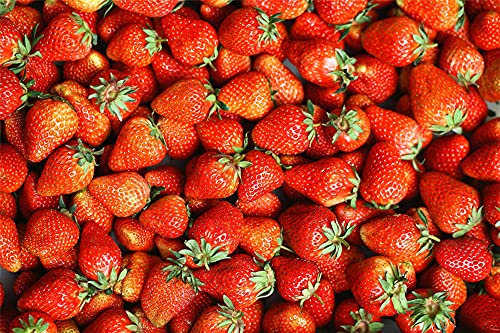 Semi di Fragola Antica Razza Berry Semi di Bellezza Naturale Fragola-500 Semi