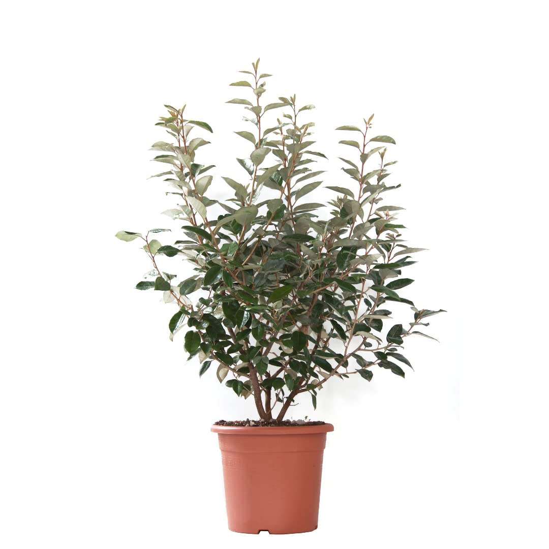 KENTIS - Eleagnus Ebbingei - Piante da Esterno Vere Resistenti Sempreverdi - Pianta Ornamentale da Giardino - H 80/​100 cm Vaso Ø 24 cm
