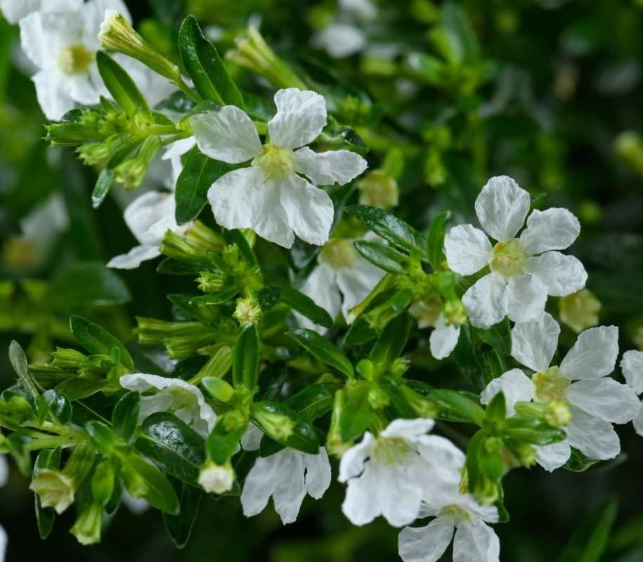 Cuphea Cupid White Starter Plant