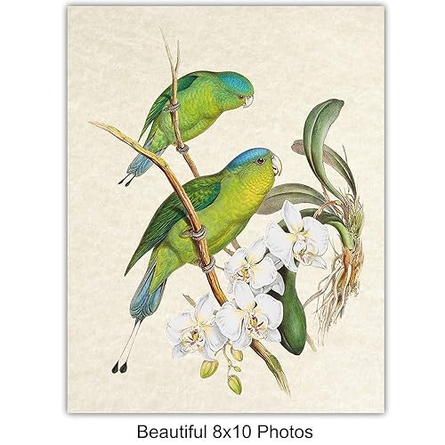 Miniatura 5 de Bird Wall Art - Bird Wall Decor - Tropical Wall Decor - Tropical Birds - Parrot Decorations - Parakeet, Cockatoo, Lovebird, Toucan Wall Art -