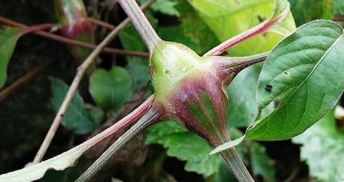 Miniatura 2 de Polvo de extracto orgánico natural puro de Achyranthes Japonica (raíz de Achyranthes) -10.58 onzas (10.58 oz)