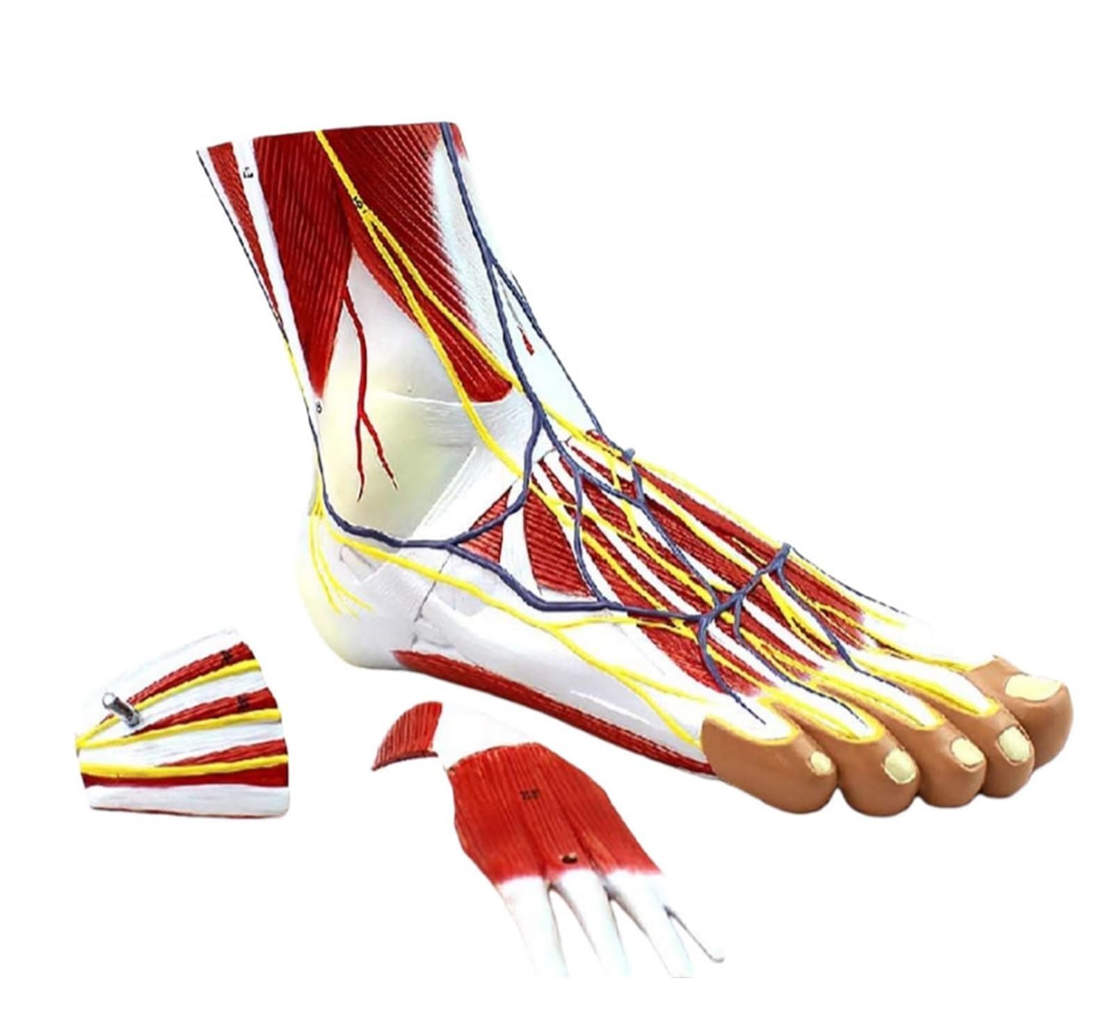 YNIYUJKL Human Foot Anatomy Model,3Parts 1:1 Life Size Anatomical Model Of Foot Bones Muscles Ligaments Nerves And Blood Vessels,For Medical Classroom Teaching Study
