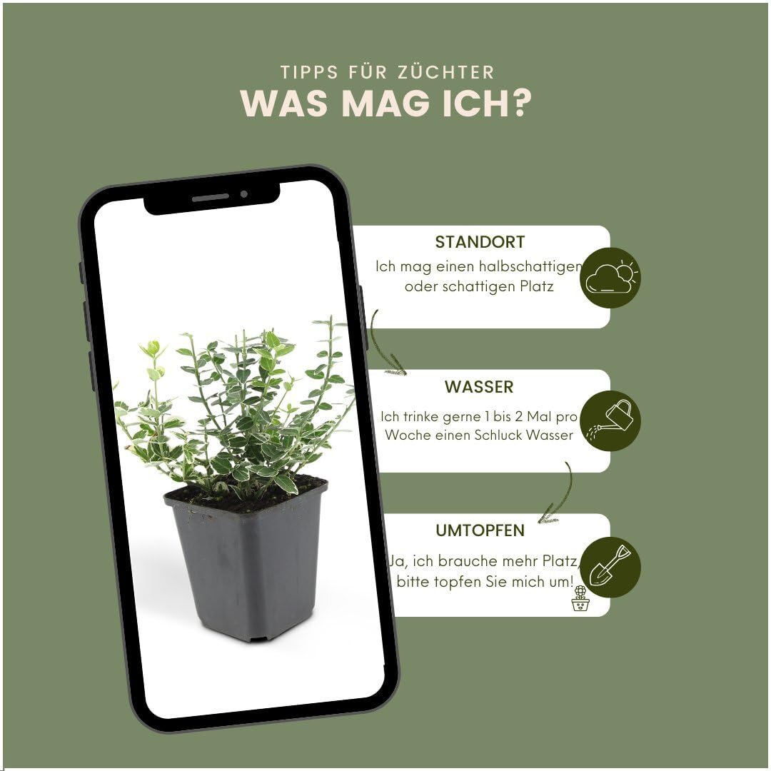 Plants by Frank Euonymus Emerald 'n Gaity, 48 Stück, Ø 9 cm