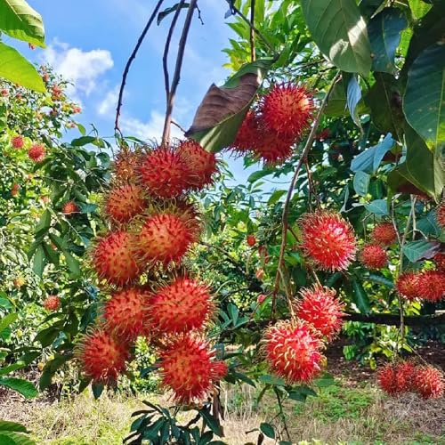 semillas de plantas de rambután, semillas de plantas Nefelio lappaceum, árbol frutal, semillas de frutas para jardin Plantas resistentes para el jardín. semillas de frutas Los 250pcs