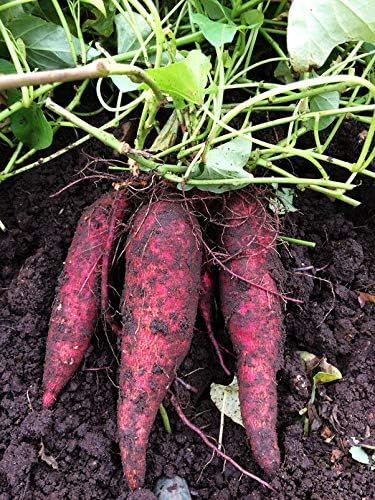 12 Sweet Potato, Carolina Ruby Plants - Organic Heirloom Vegetable Vine Slips