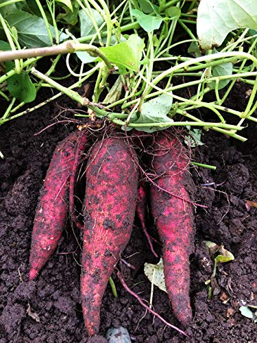 12 Sweet Potato, Carolina Ruby Plants - Organic Heirloom Vegetable