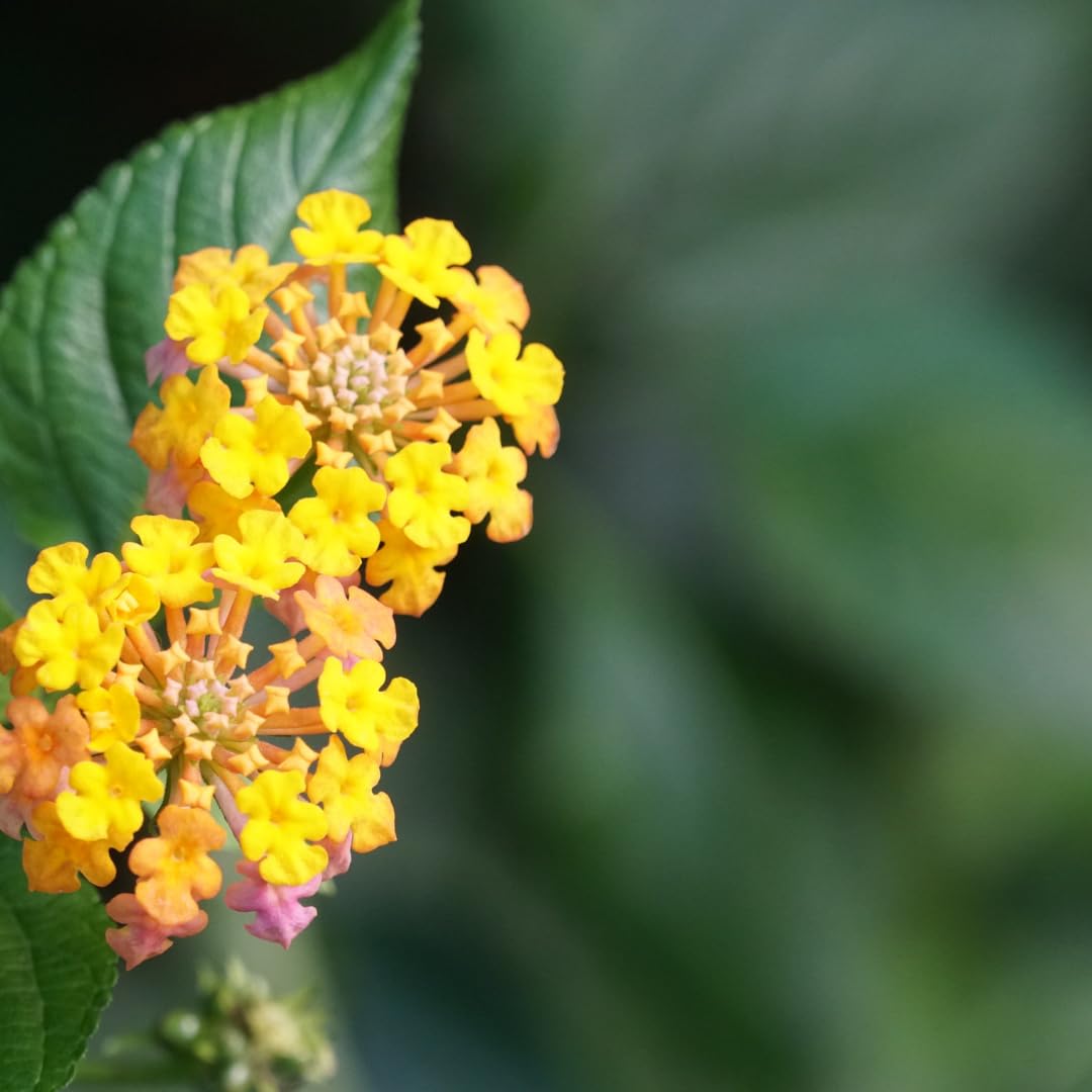 Vivaio Garden Forest Lantana Sellowiana Gialla, Vaso 14 cm | Pianta Tappezzante da Esterno, Fioritura Estiva Prolungata, Ideale per Giardino, Balcone o Mare
