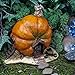 Top Collection Enchanted Story Garden and Terrarium Pumpkin Fairy House Outdoor Decor