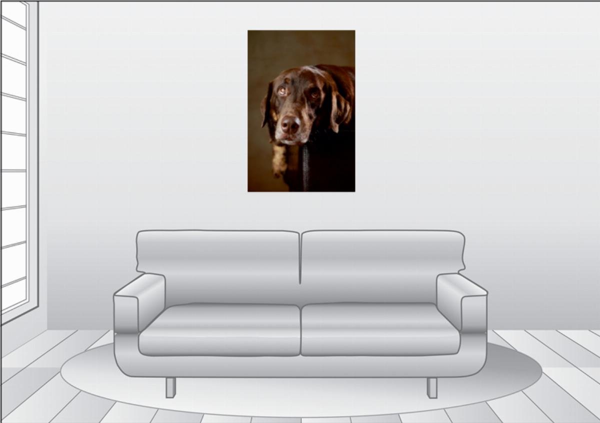 CALVENDO Simba - Labrador x Rottweiler-Mix, 4 Jahre