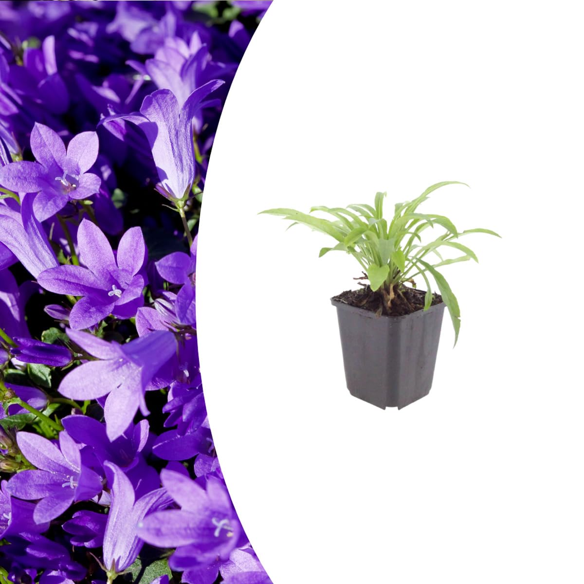 Campanula pers. 'Coerulea' | 24 pezzi - 10-25cm - Ø9cm - Pianta da giardino