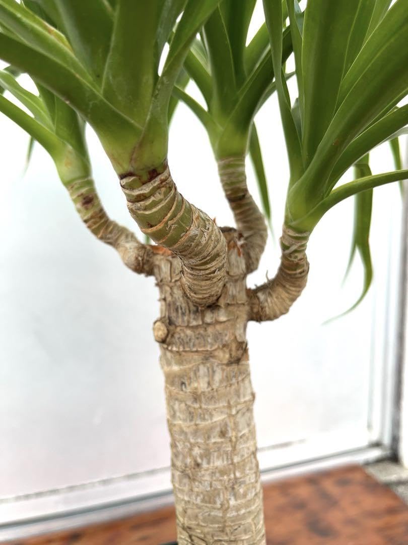 Amazon｜＊ドラセナ カンボジアーナ カンボジアナ4又観葉植物＊｜観葉