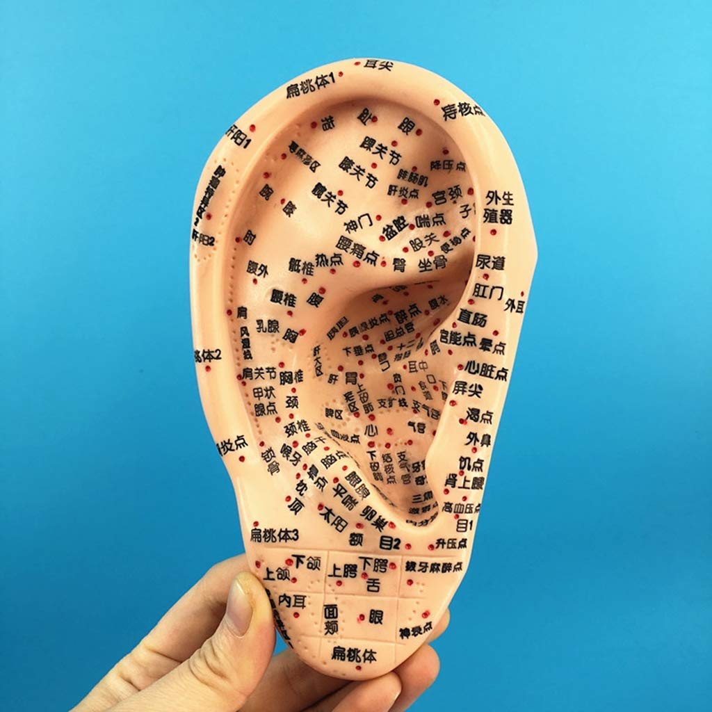 Buy Teaching model 16Cm Ear Acupuncture Model Human Acupuncture Model