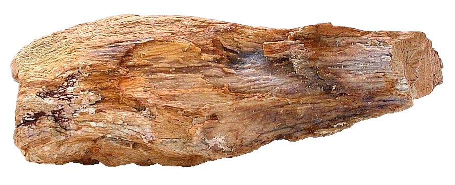 3 Lb 4.9 Ounce 8 1/2 Inch Goose Creek Nevada Petrified Fossil Wood Specimen 8941