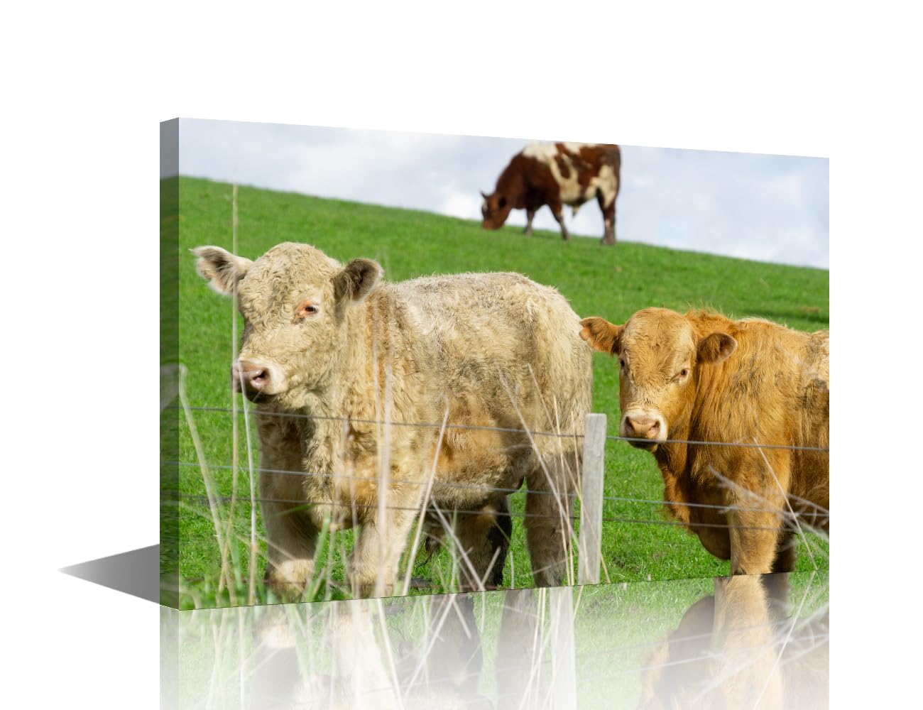 Large Size Cow Canvas Wall Art Western Cattle in Field in Rural New Zealand Inquisitive Looking Over Fence Picture Painting Artwork Rustic Farmhouse Decorations Home Office Decor 1Pcs(24"Wx36"H)