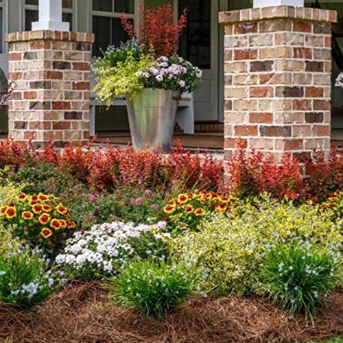 Shrub 5G Sl Orange Rocket Barberry, Coral To Ruby Red Foliage #TOP3