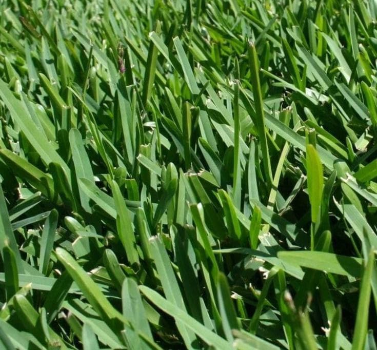 Radha Krishna Agriculture® Buffalo grass seeds | grass seeds for Garden (300 gram) (B0CS2T3HVQ) Amazon Price History, Amazon Price Tracker
