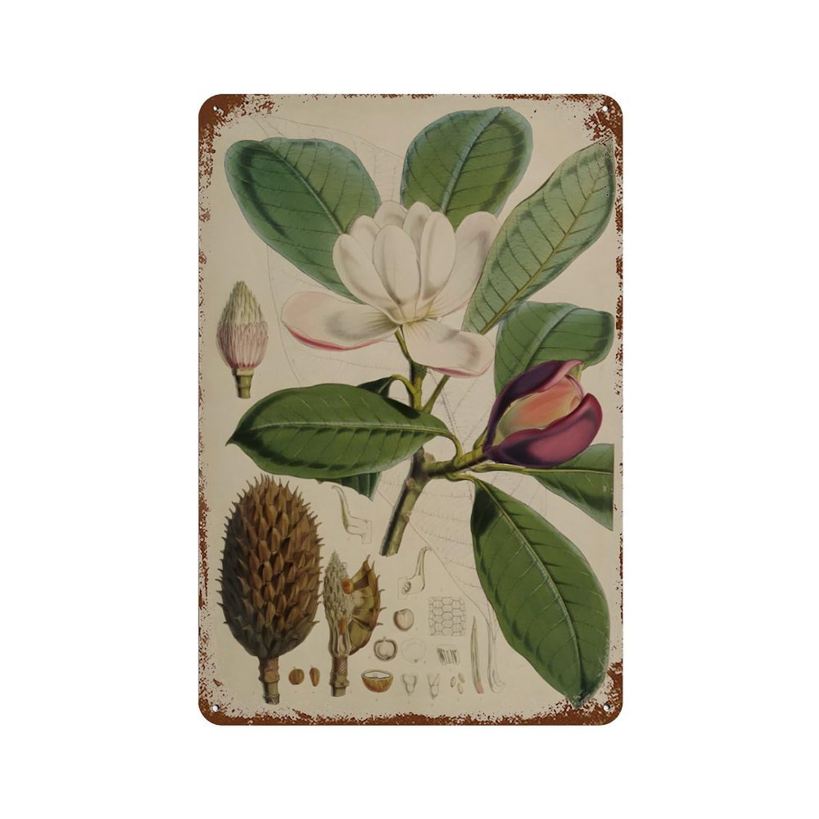 xiaoxiaoshen Nature Magnolia Botanical Paintings Wall Decor Art Metal Tin Poster Modern Home Decor Art Home Bar Shop Decorations Vintage Sign 30x20cm