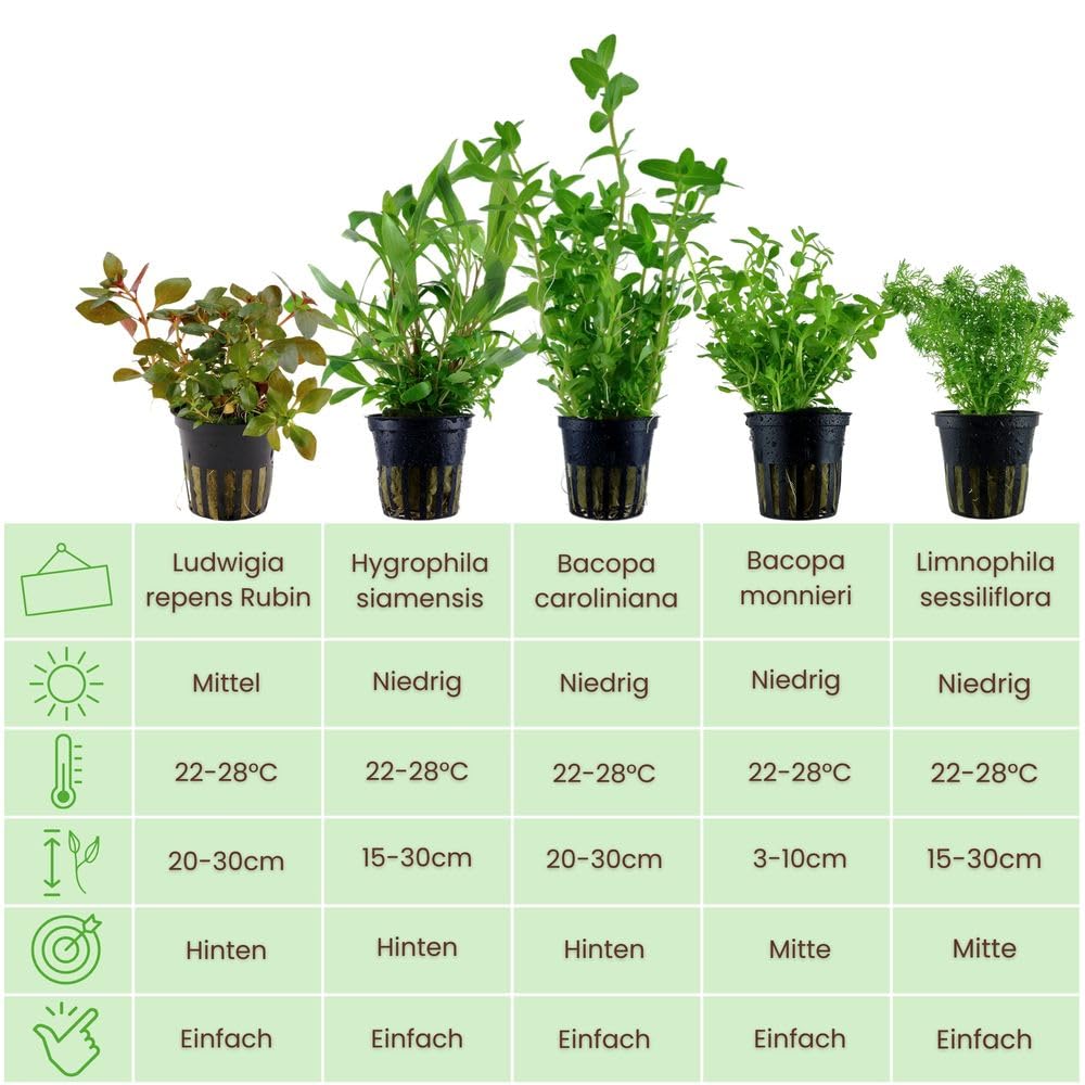 AquaOne Aquarium Pflanzen I 5x Wasserpflanzen I Anti Algen Aquarienpflanzen I Schnellwachsende Bacopa Hygrophila Ludwigia Limnophila plus Mooskugel I Algenkiller Set