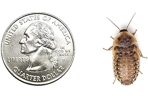 200 Live Medium Dubia Roaches by DBDPet