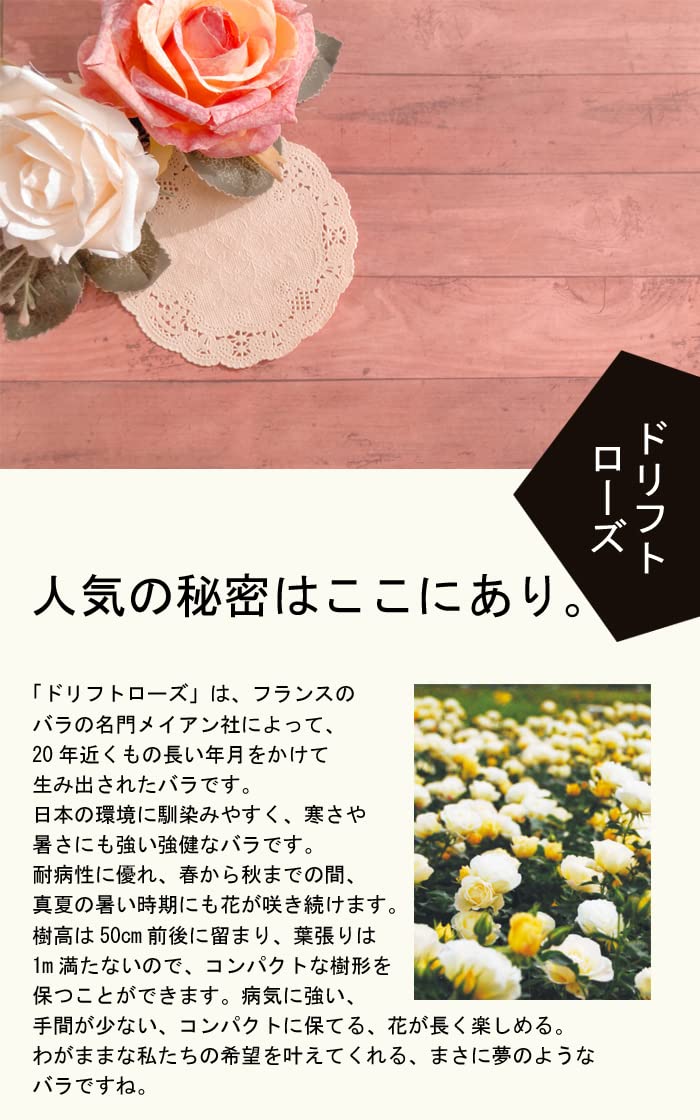 Amazon.co.jp: ドリフトローズ 苗 3種セット 【レッドドリフト1個+