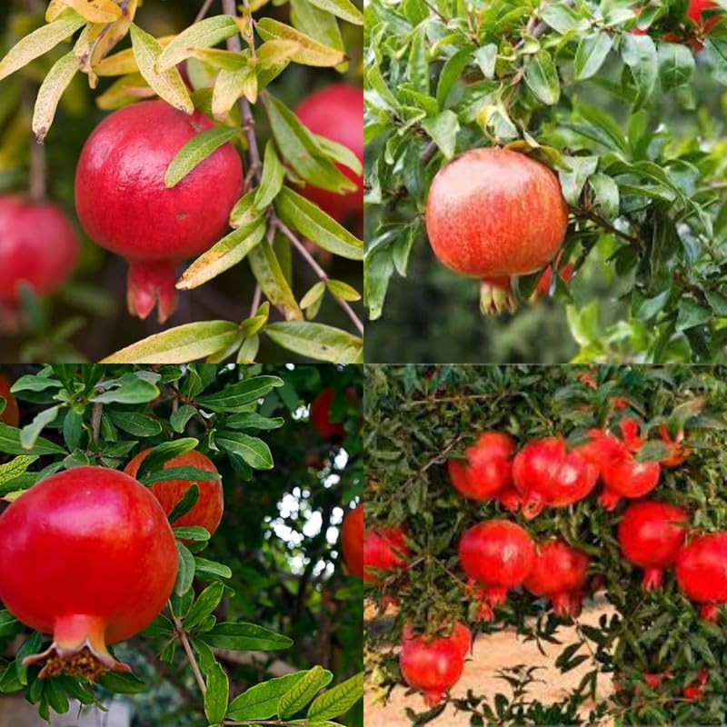 Grafted dwarf pomegranate tree live plant, Hybrid Anar live plant hybrid pack of 1-image-24