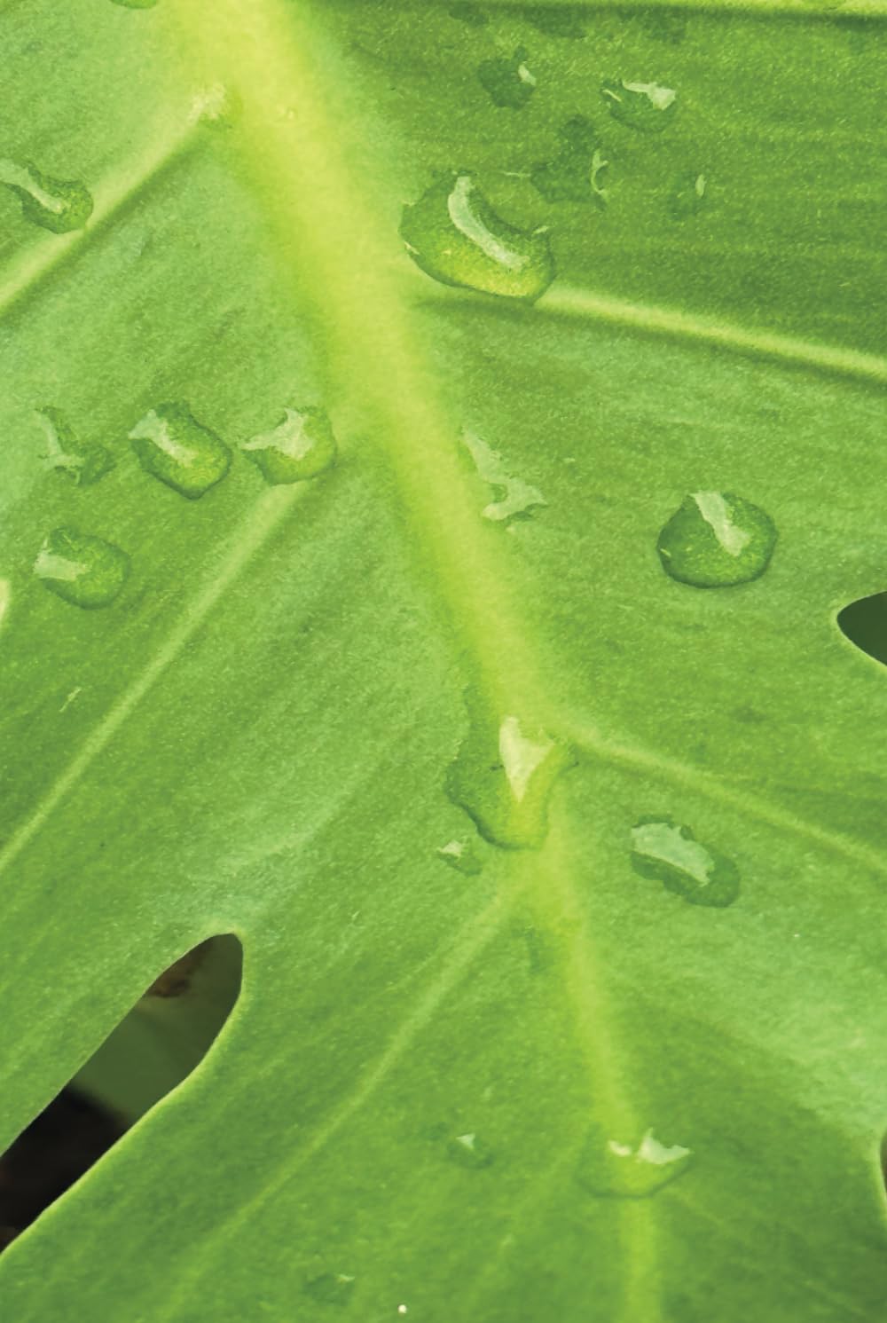 Carnet de notes Leaf Writing Journal en cuir embossé A5 pour écriture