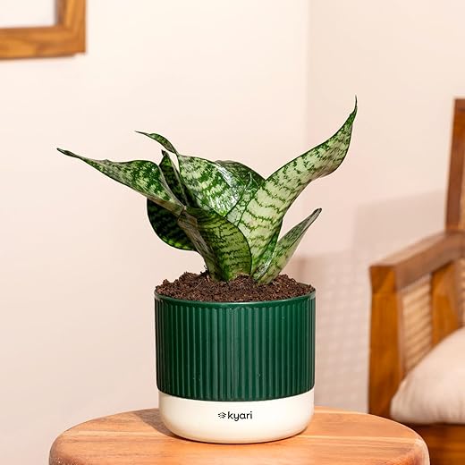 Kyari Sansevieria Air Purifier Plant
